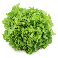 有机栽培-有机橡叶生菜(绿)图片