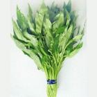 有机蕹菜（柳叶空心菜，和乐康专供）