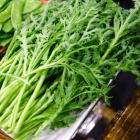 有机高杆茼蒿（和乐康专供）
