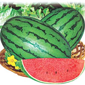 早春红玉西瓜_国产精品_水果 HOT!_所有产品_和乐康_上海_有机食品_有机食品网_有机生活网_有机食品送到家_有机食品配送_有机食品礼品配送