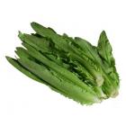 精品生态油麦菜