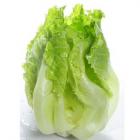 精品生态生菜