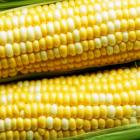 Organic Sweet Corn
