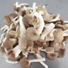 精品新鲜秀珍菇