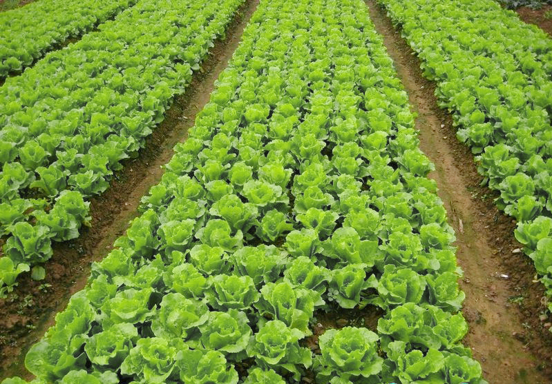 有机意大利生菜(和乐康专供)