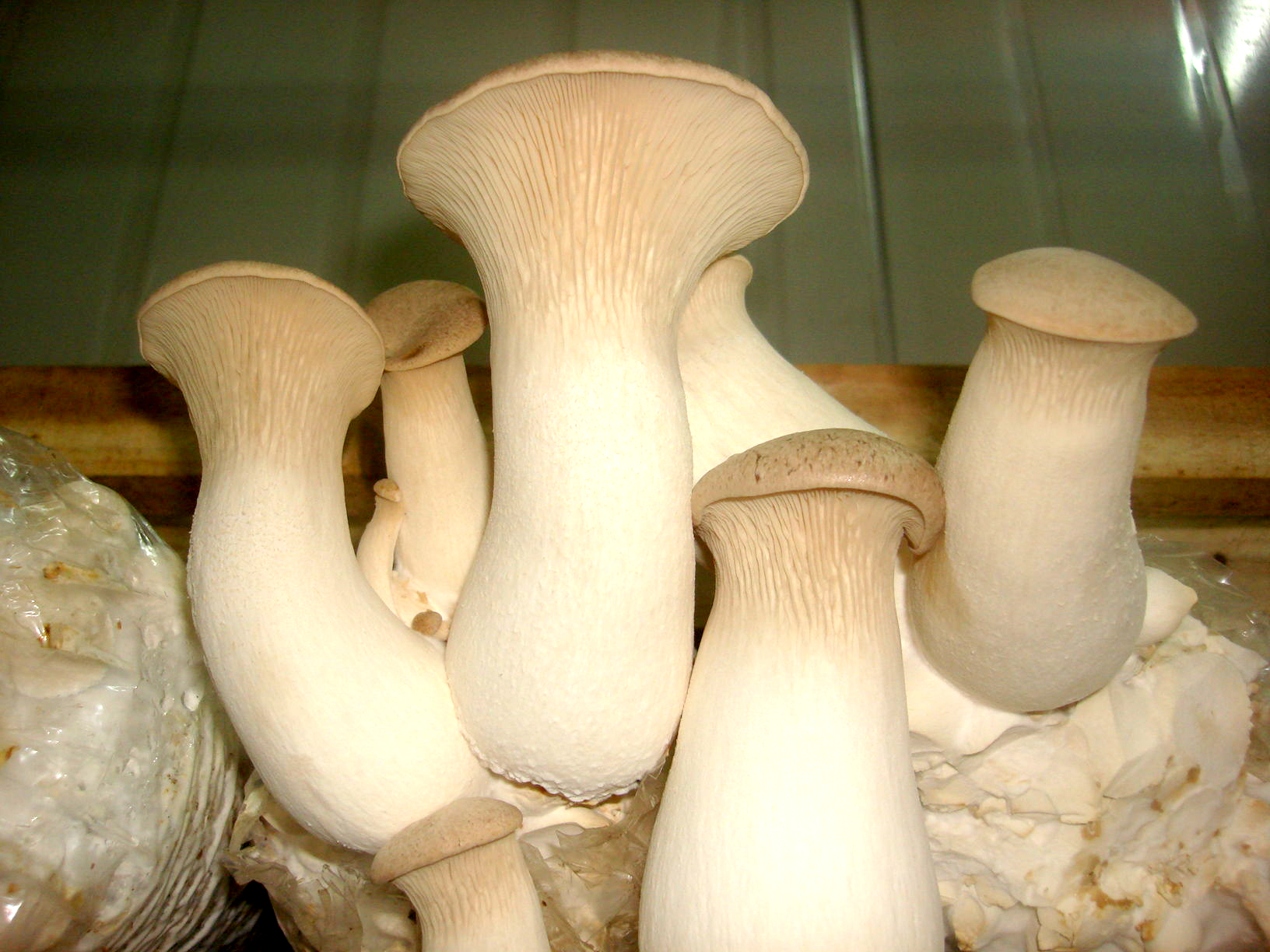 红白相间的红蘑菇，众多“蘑菇文化”的原型，是毒蘑菇的经典代表