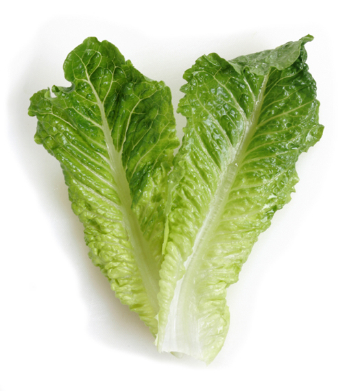 helekang organic romaine lettuce