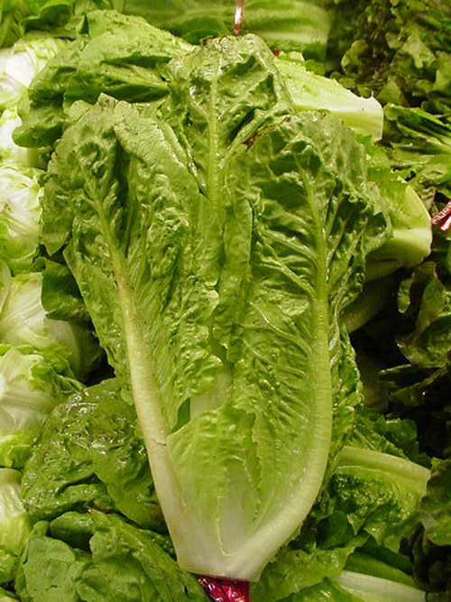 helekang organic romaine lettuce